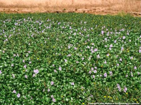 Water hyacinth mat with purple flowers and scattered yellow water primrose flowers. Joseph DiTomaso. © 2005 Regents, University of California