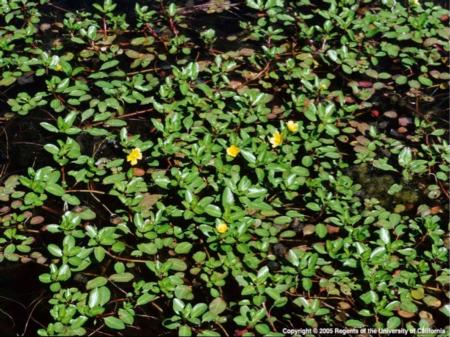 Creeping water primrose mat in bloom. Joseph DiTomaso. © 2005 Regents, University of California