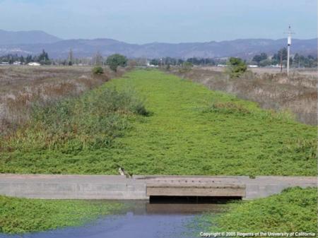 Uruguay water primrose clogging canal. Joseph DiTomaso. © 2005 Regents, University of California