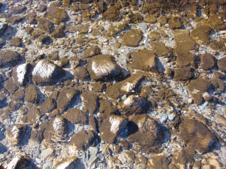 Rock Snot bloom in Rio Espolon, Chile. Large cobbles (about 20 cm in diameter) © 2010 Sarah Spaulding