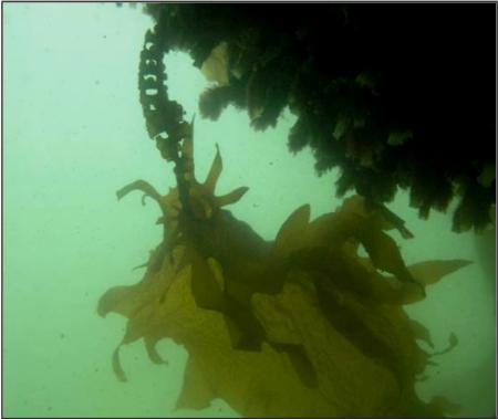 Undaria pinnatifida. Photo by Carrie Culver © 2008 Regents, University of California.