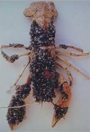 A crayfish encrusted with small zebra mussels.