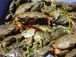 Large catch of Green Crabs