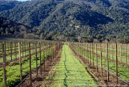 Zorro fescue cover crop in vineyard