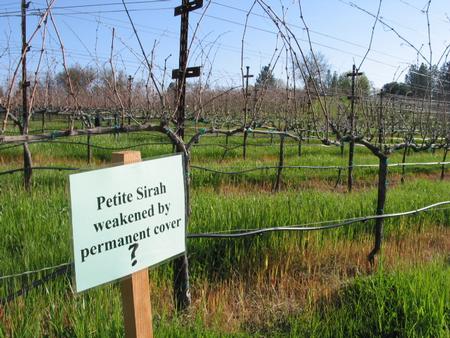 Petite Sirah weakened by permanent cover