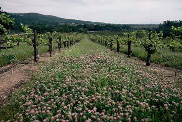 Rose clover in a vineyard