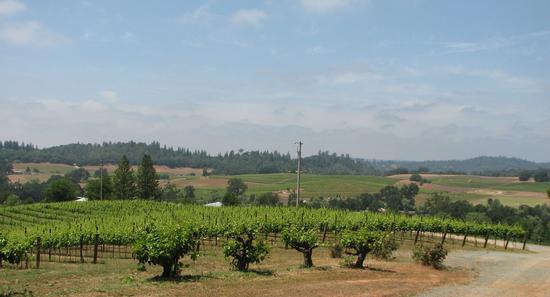 Bens Amador Foothill Vineyard web