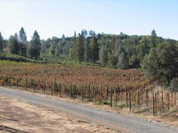 Frost Damage in Vineyard