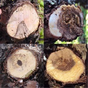 3) Wood Symptoms