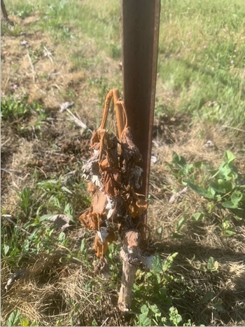 This second leaf vine may not make it due to frost injury.