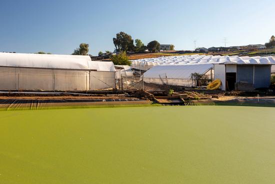 Retention Pond in Foreground, Altman Plants Nursery in Background