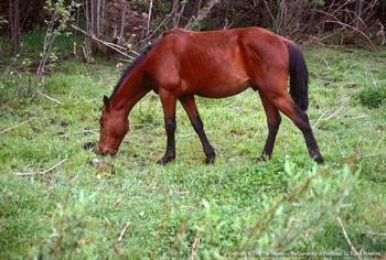 Image of a sorrel horse grazing in a lush green field.