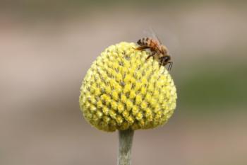 Demo Garden bee