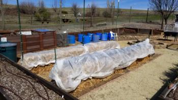 Straw Bale Garden w/ trellis and protective row covers