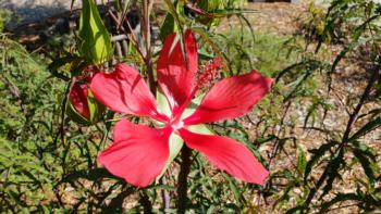 Hibiscus acetosella, 'Red-Leaf Hibiscus'
