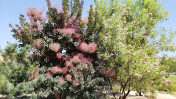 Cotinus coggygria (Purple Smoke Tree), 'Royal Purple' and Chilopsis linearis (Desert Willow), 'Monhews'
