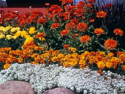 Home Flower Garden, Photo: Evett Kilmartin, UC ANR.