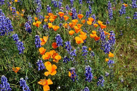 05.24.23-Natives_lupine_poppies by S brasuel