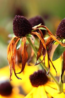 Sun_Exposure_wilted_coneflower_Pixabay