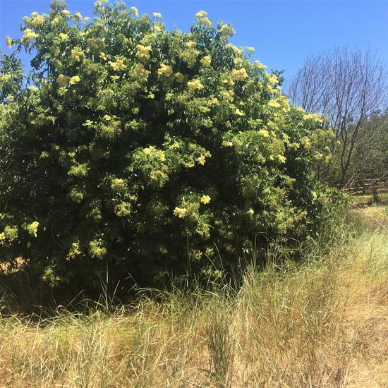 elder trees in california