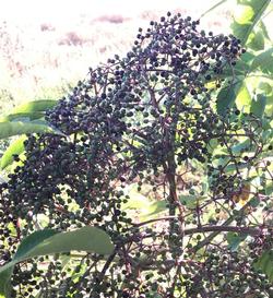 American Black elderberry