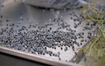 Frozen elderberries spread on a baking sheet