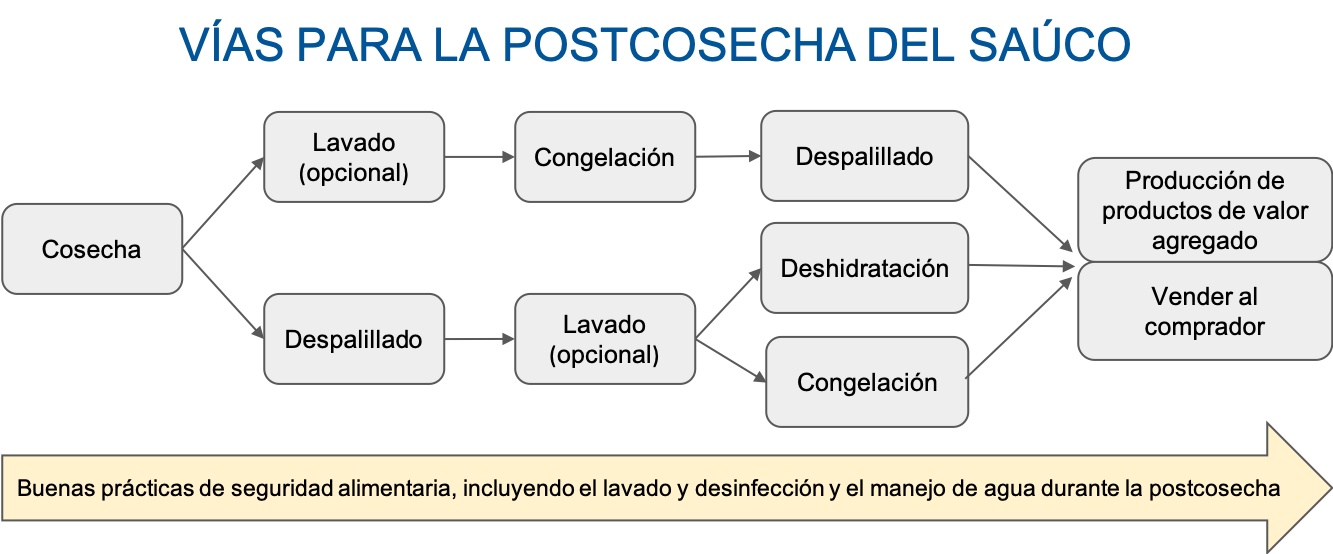 Ilustración 1. Vías para el manejo de las bayas de saúco durante la postcosecha, desde su cosecha hasta los métodos de preservación.