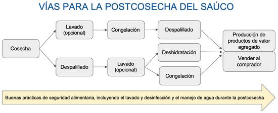 Ilustración 1. Tome en consideración su flujo de trabajo y espacio en el congelador cuando planifique la recolección y procesamiento de bayas de saúco