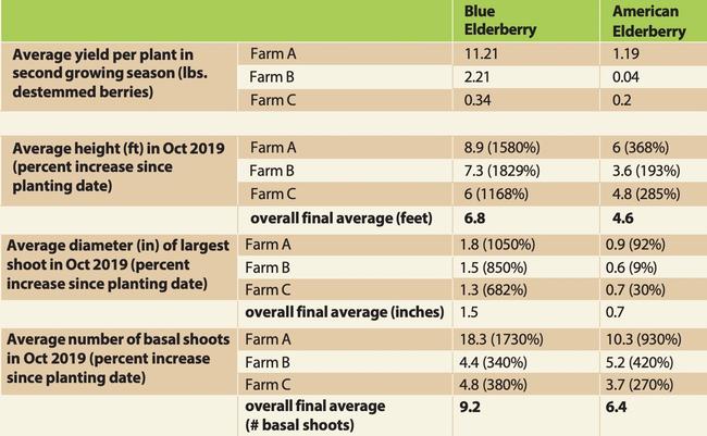 Blue elderberry and American elderberry growth comparison