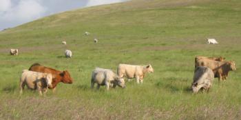 cows grazing_cropped