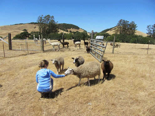 Sheep-slideshow