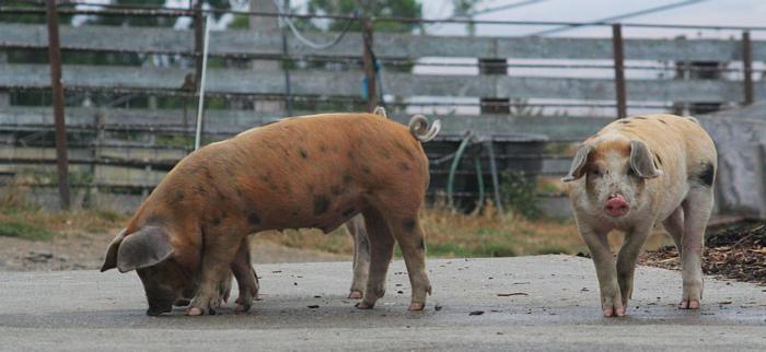 Sustainable Livestock_pigs