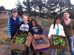 Julia (left) gleaning at a Point Reyes farm with Marin Organic's Glean Team