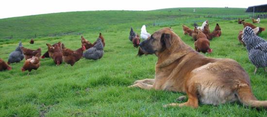 dog watching chickens