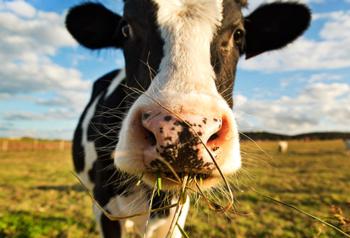 getty_rf_photo_of_cute_cow_eating_grass