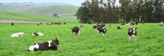 Dairy cows graze the lush grasses of Marin County