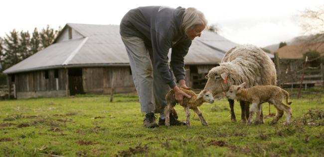 Mimi Luebbermann with newborn lambs