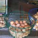 Fresh organic eggs from Clark Summit Ranch, Tomales