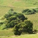A vineyard in Marin County