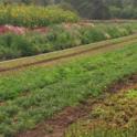 Beautiful row crops in Marin County