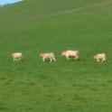 Charolais calves out in pasture in Tomales