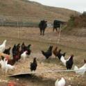 Chickens and Cows at H Ranch