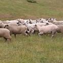 Streaming sheep