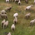 Mass sheep