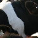 Cow closeup