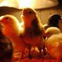 Point Reyes workshop  - baby chicks