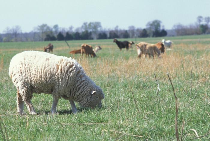 Sheep_in_field_with_other_livestock