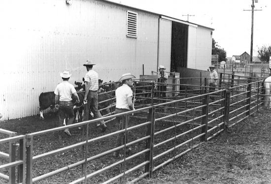 Outside the ring at the Humboldt County Fair