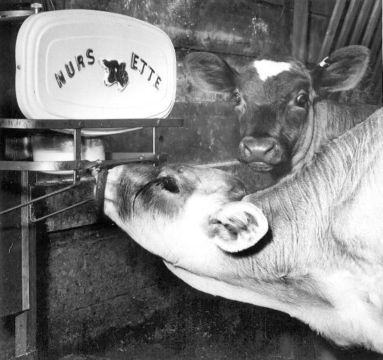 Nursette cow feeder at Granville Christian Ranch