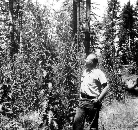John Valentine Lenz, Farm Advisor and County Director, examines a thistle at Vicenes Ranch in 1952.